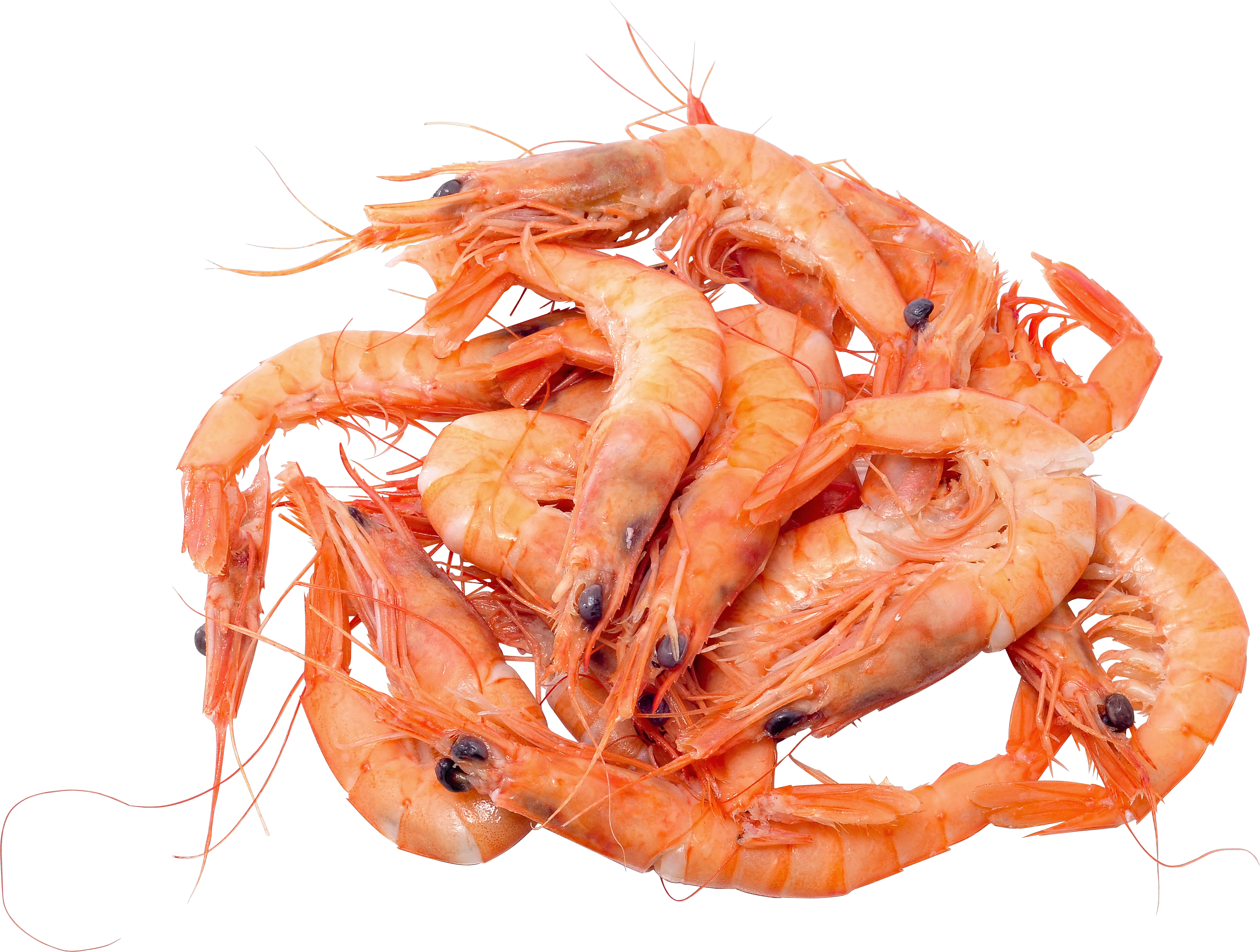 Shrimps PNG image