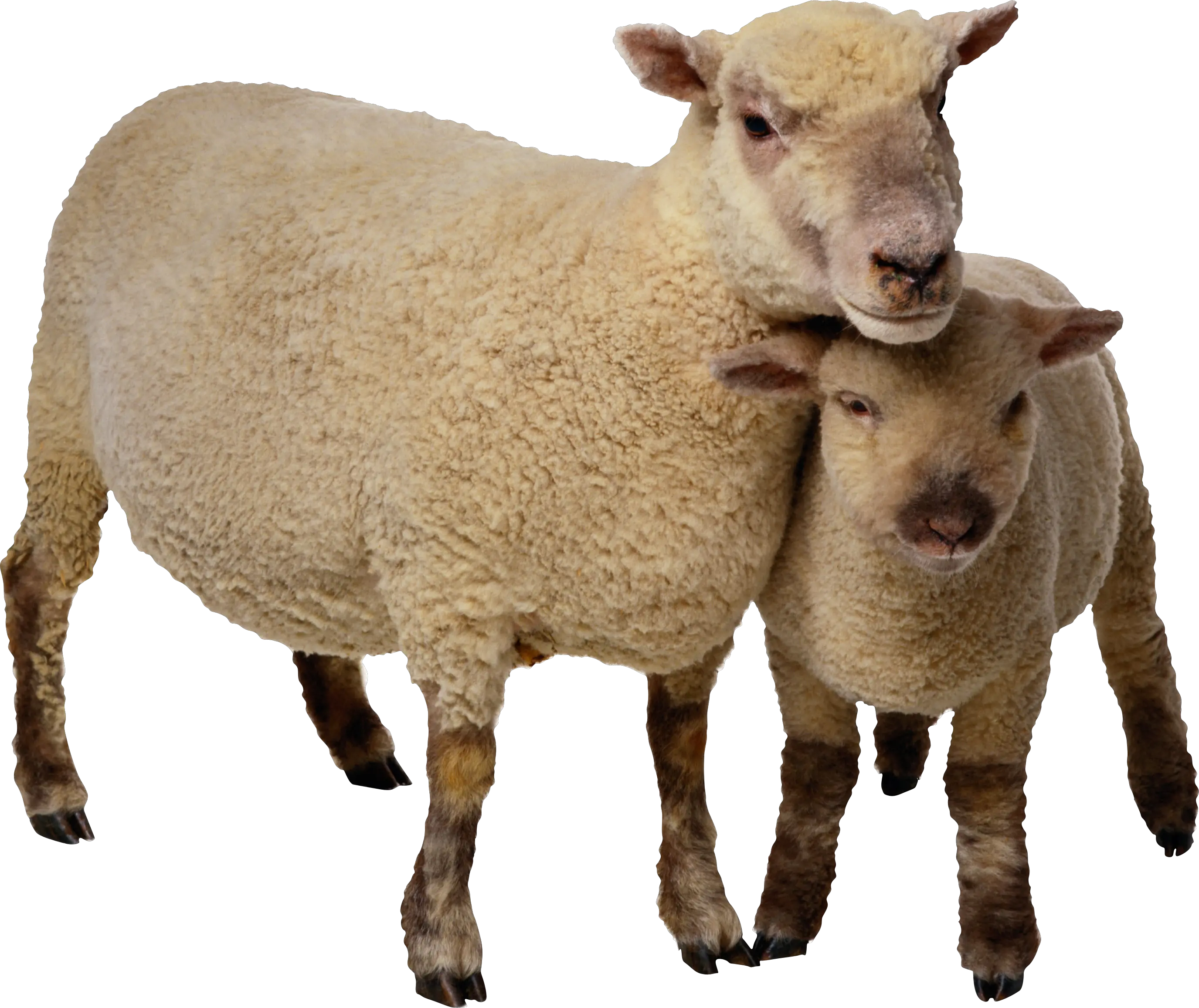 sheep PNG image