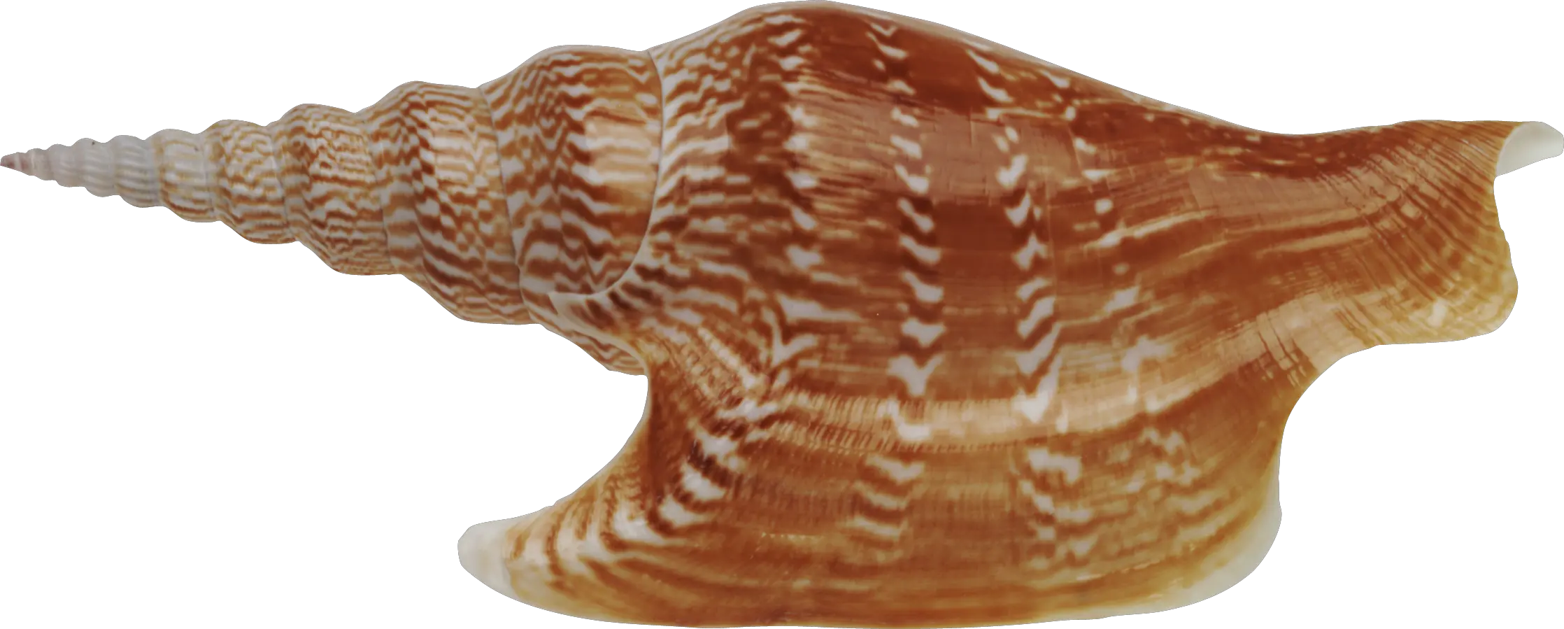 Seashell PNG