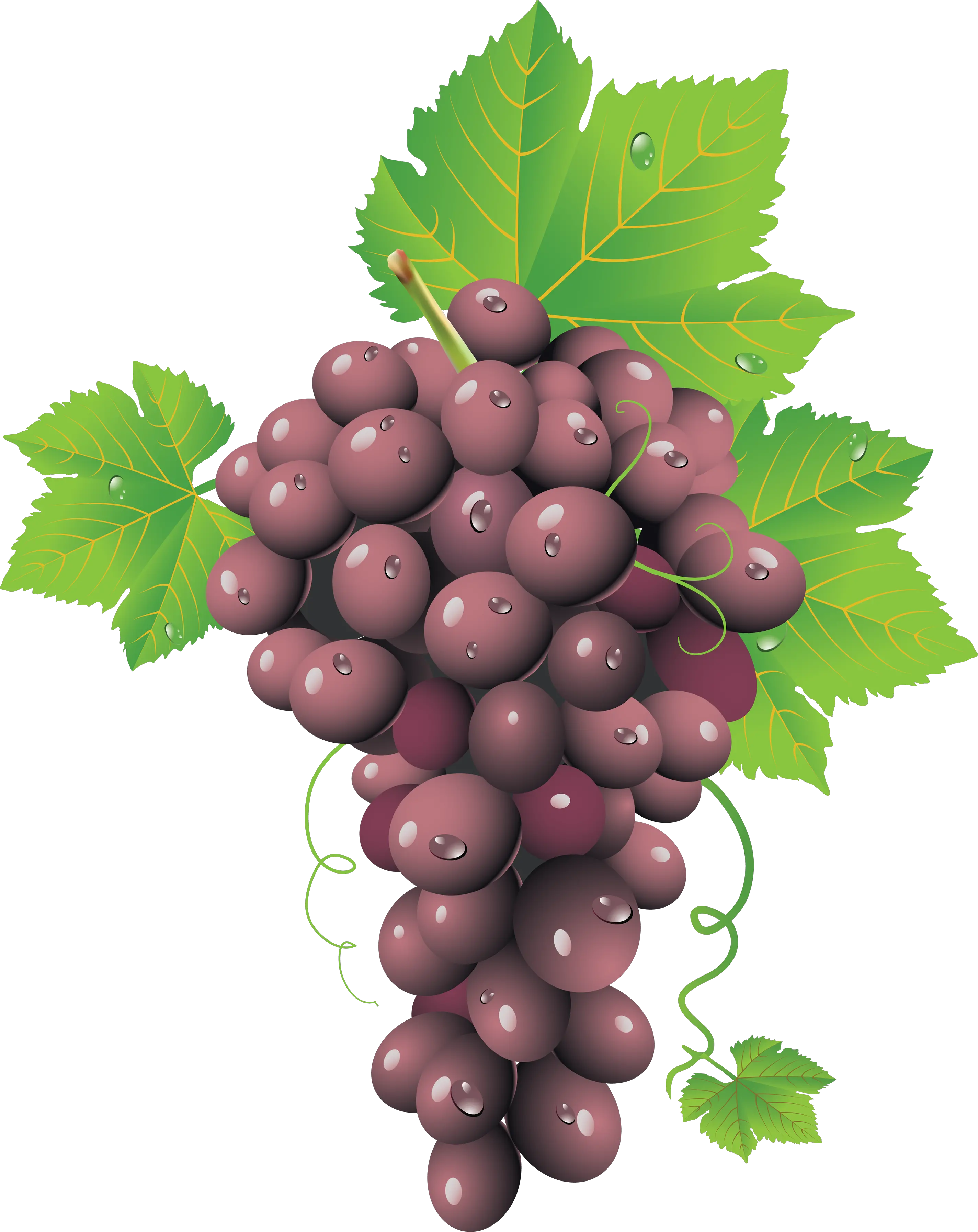 Red grape PNG image