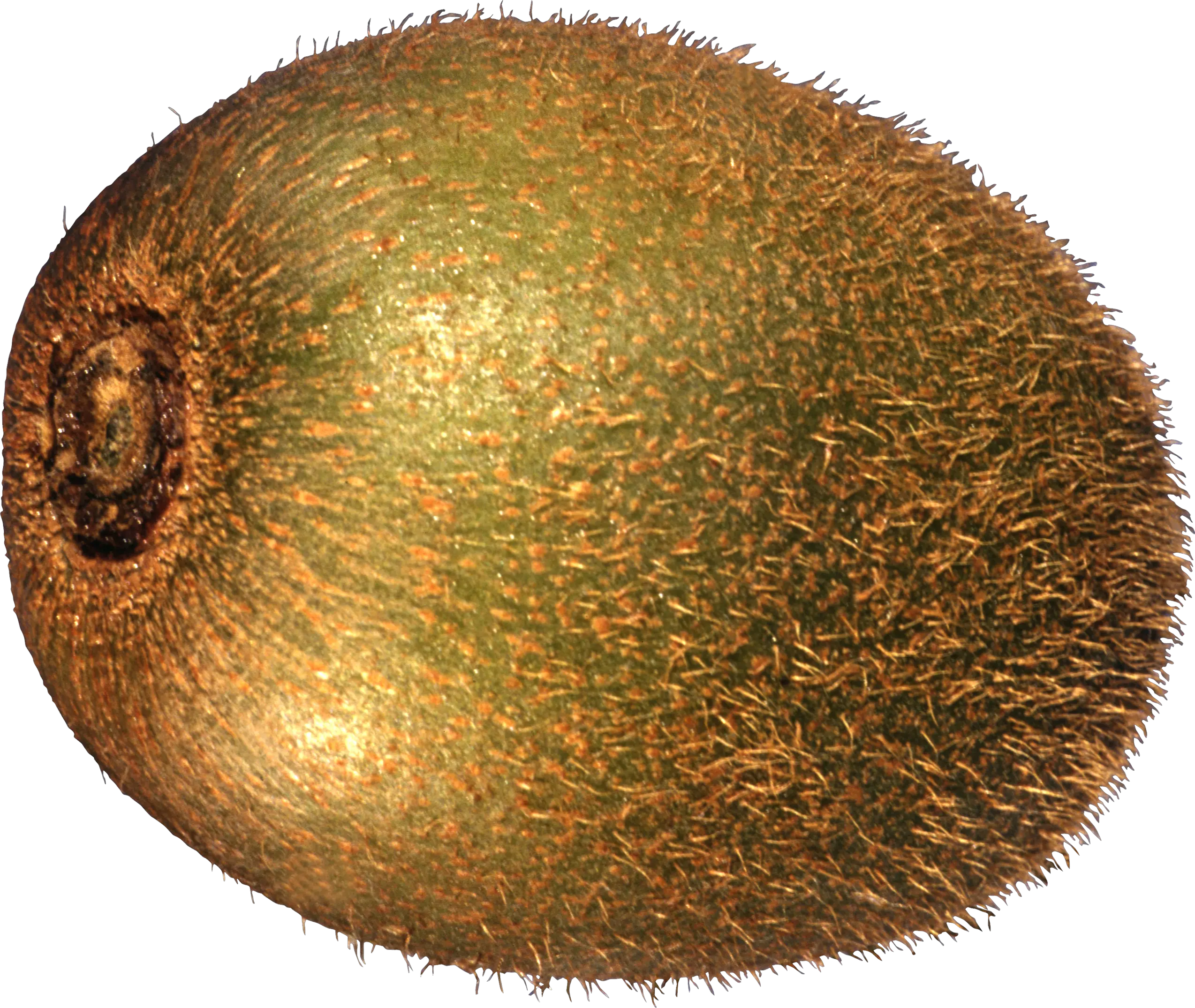Kiwi PNG image free fruit kiwi PNG pictures download