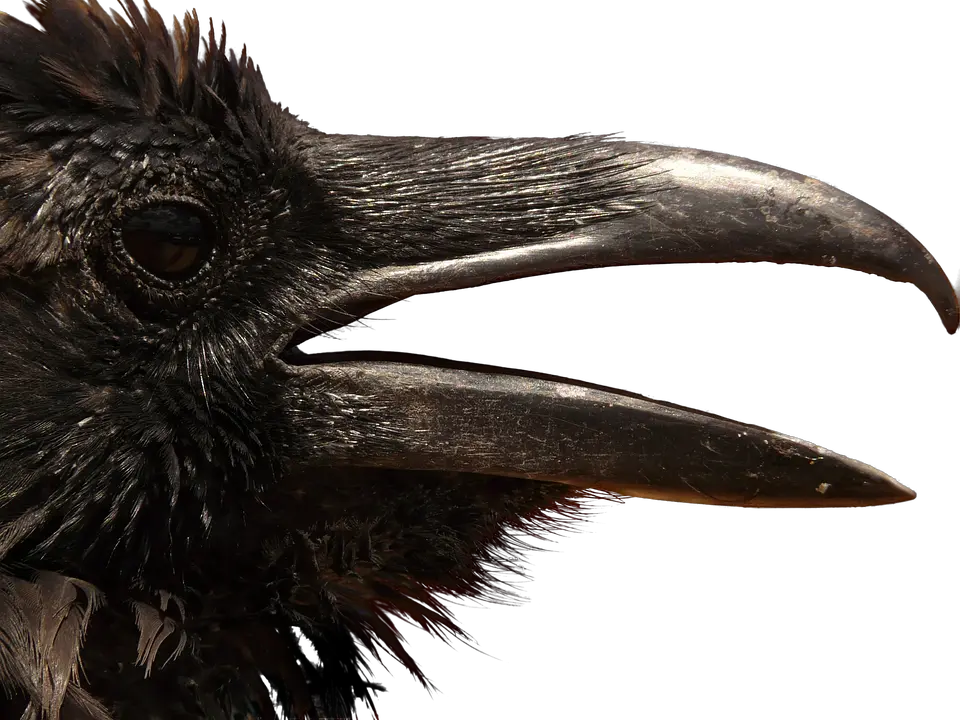 Raven PNG