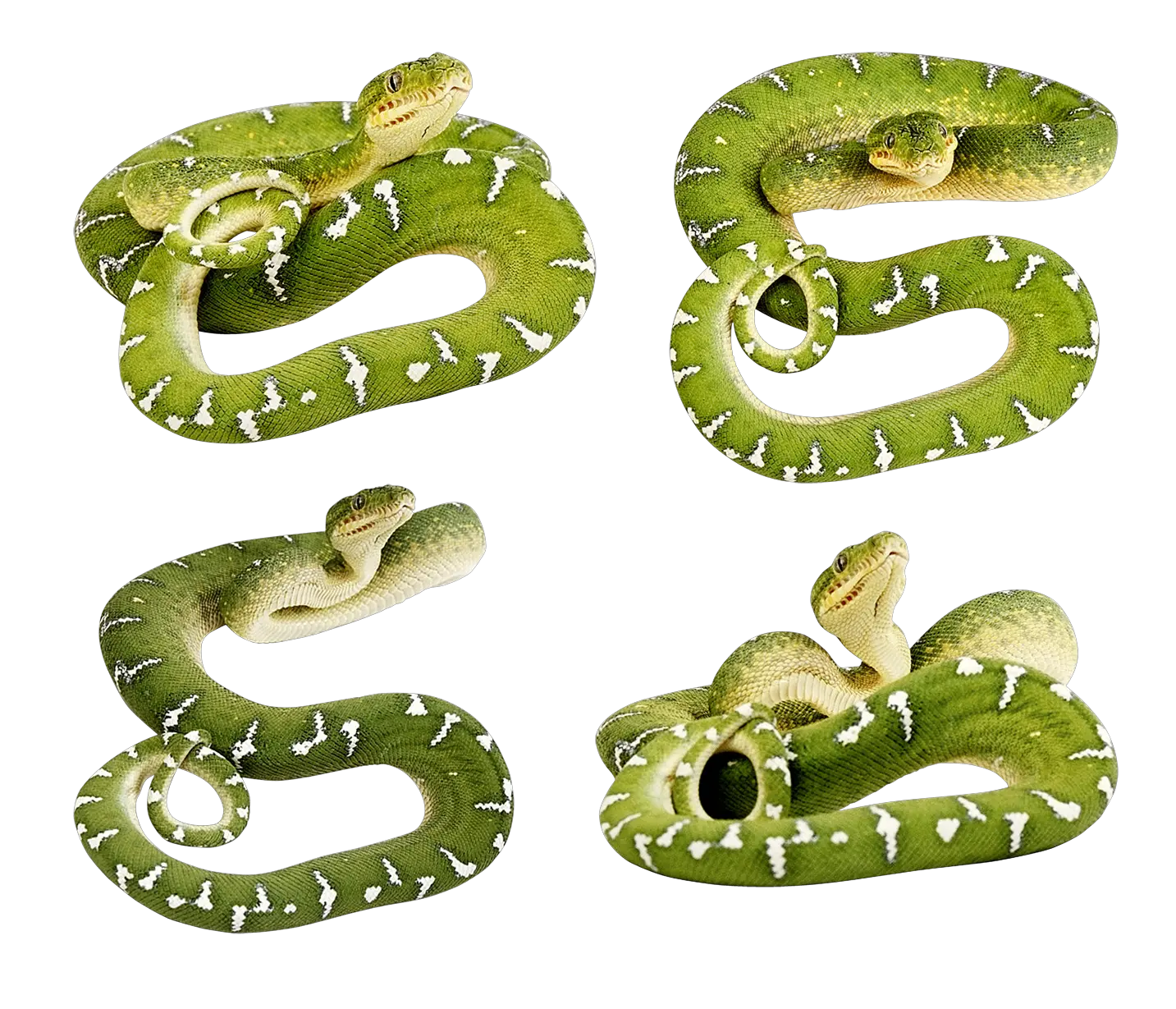 Green snakes PNG image