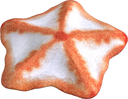 Starfish PNG