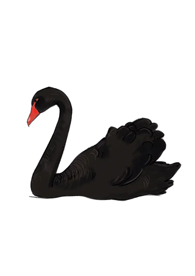 Black swan PNG