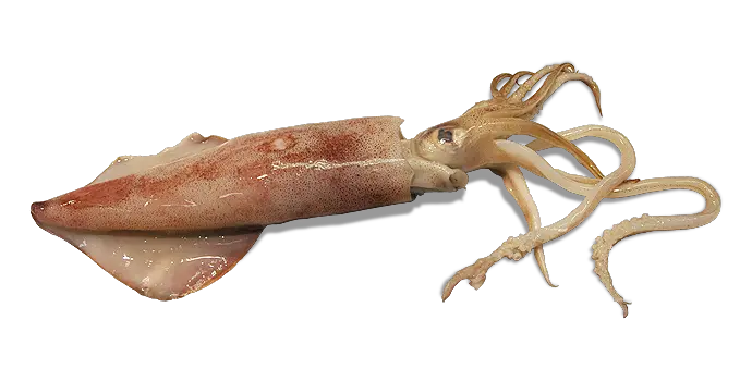 Squid PNG