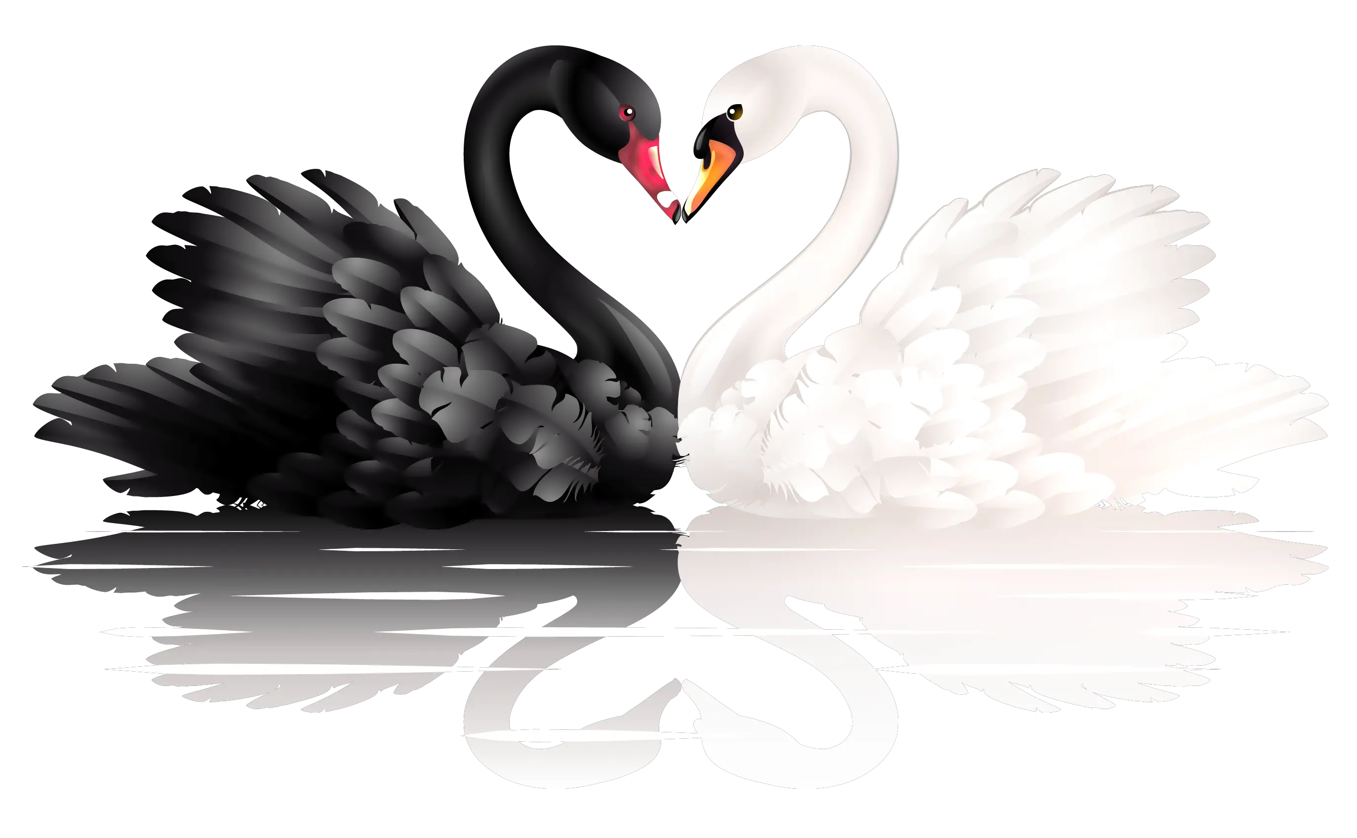 Black and white swan PNG