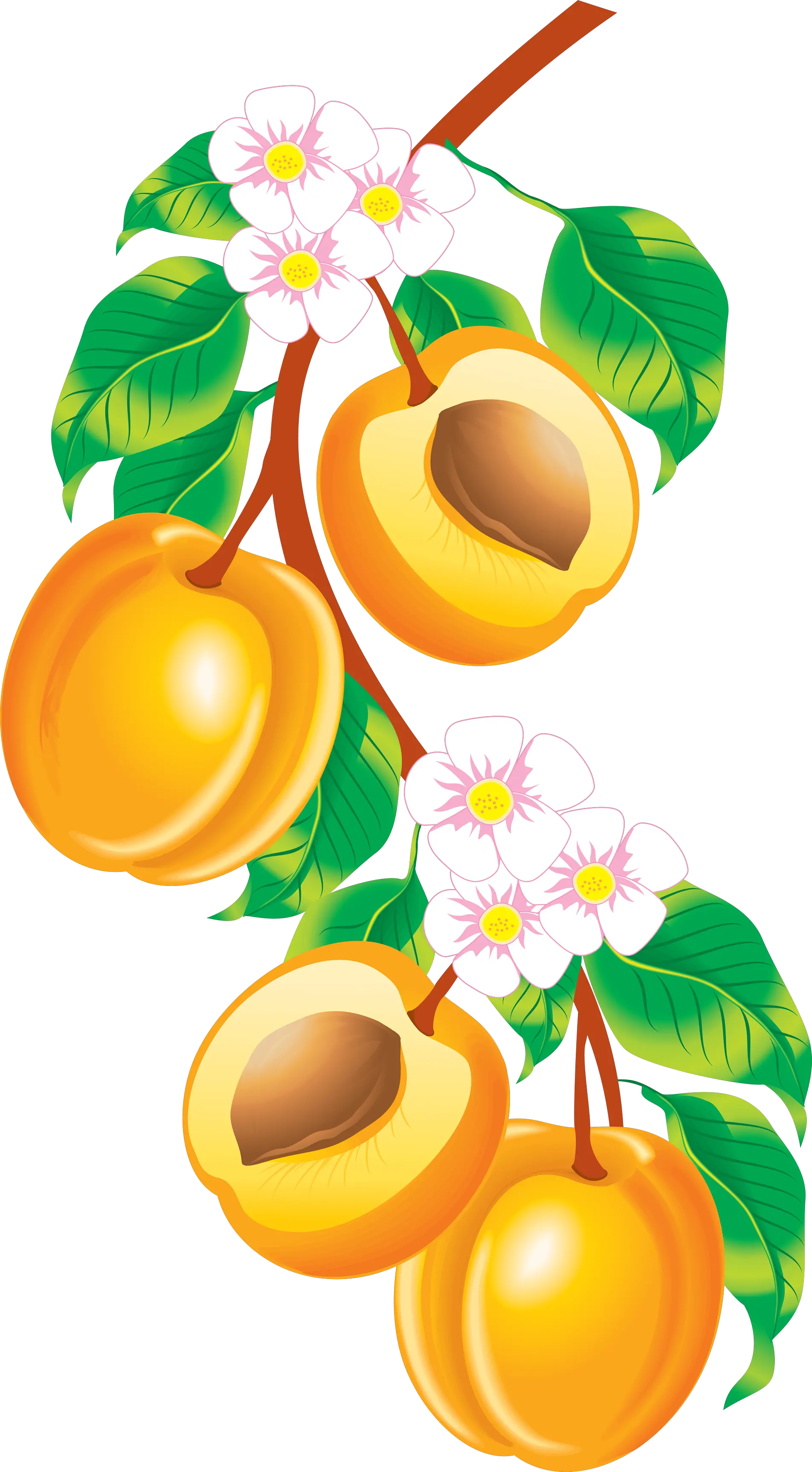 Peach PNG image