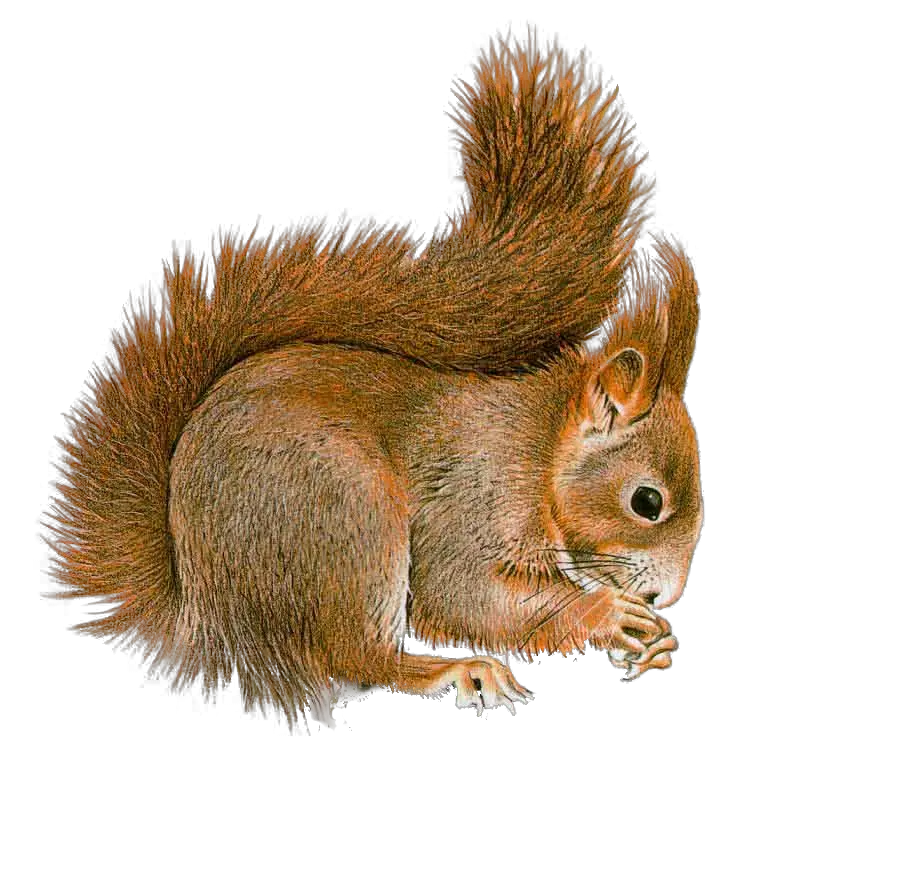 Squirrel PNG