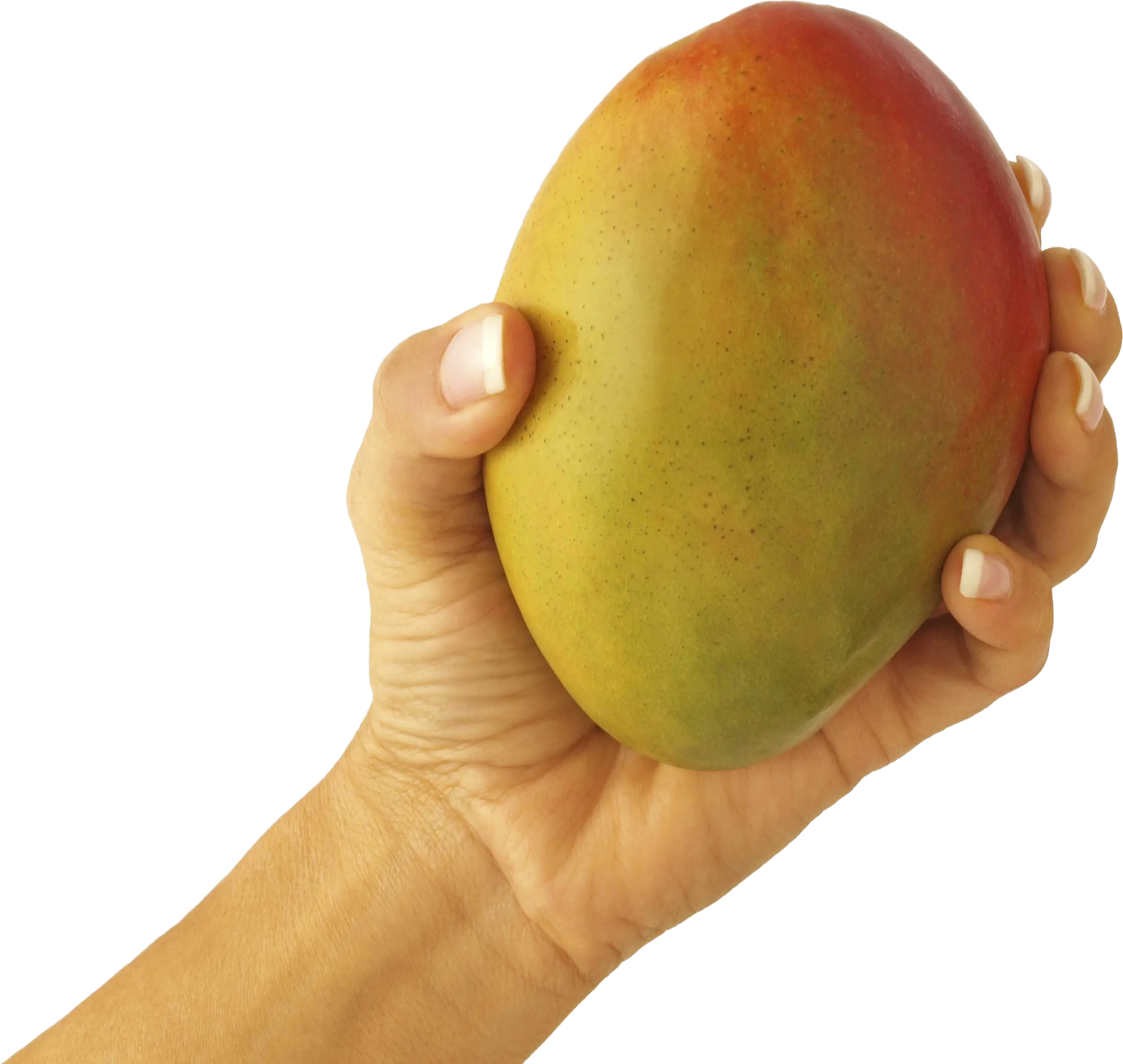 Mango in hand PNG image