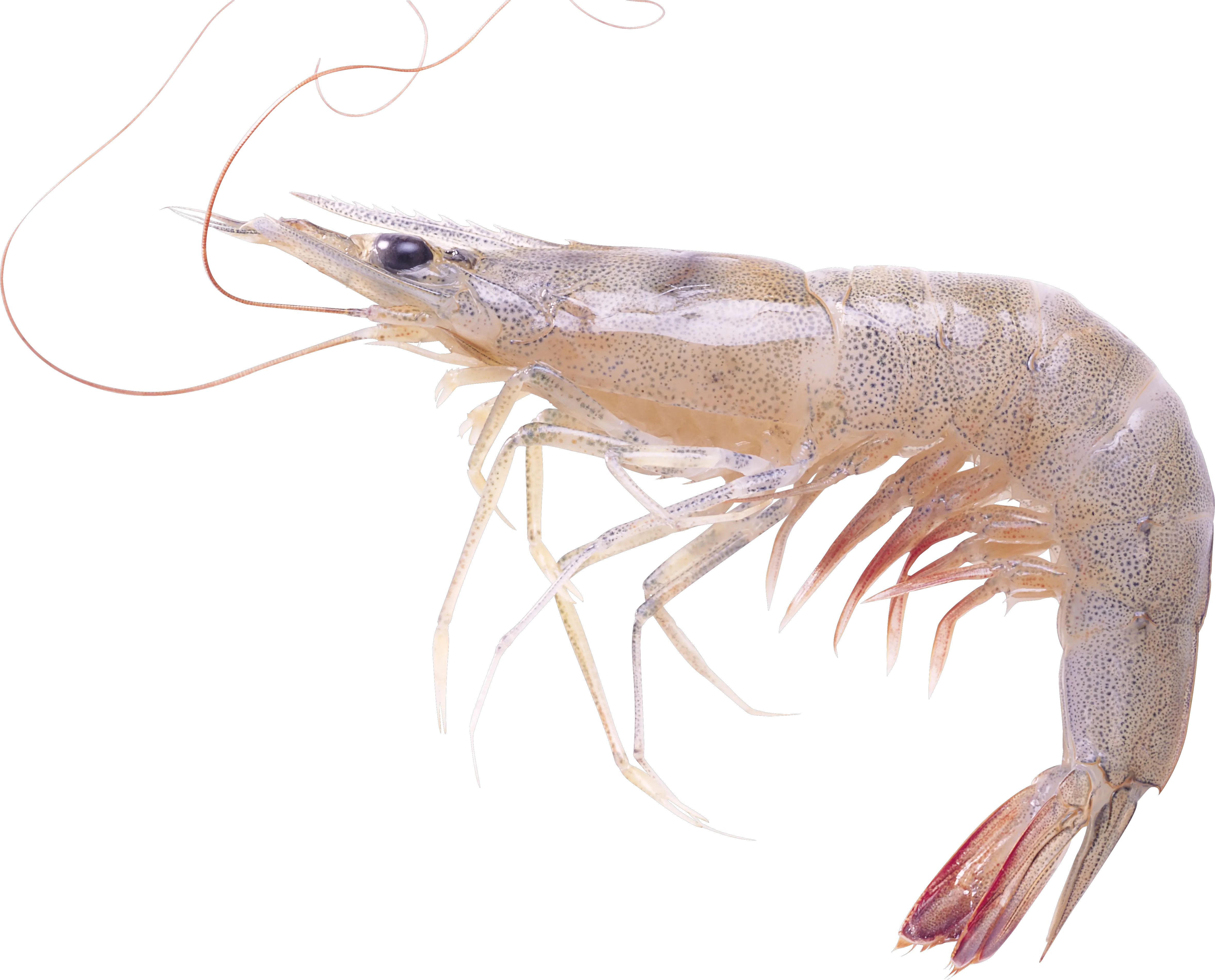 Shrimp PNG image