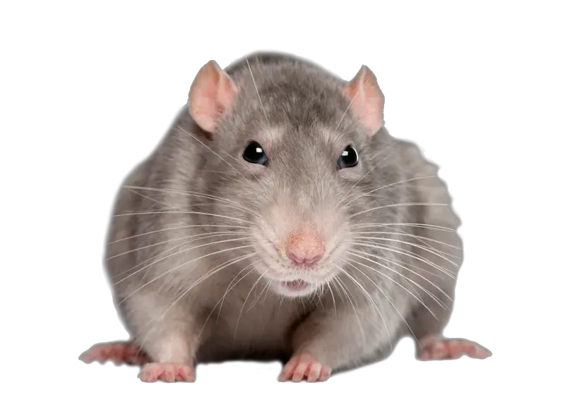 mouse rat PNG image