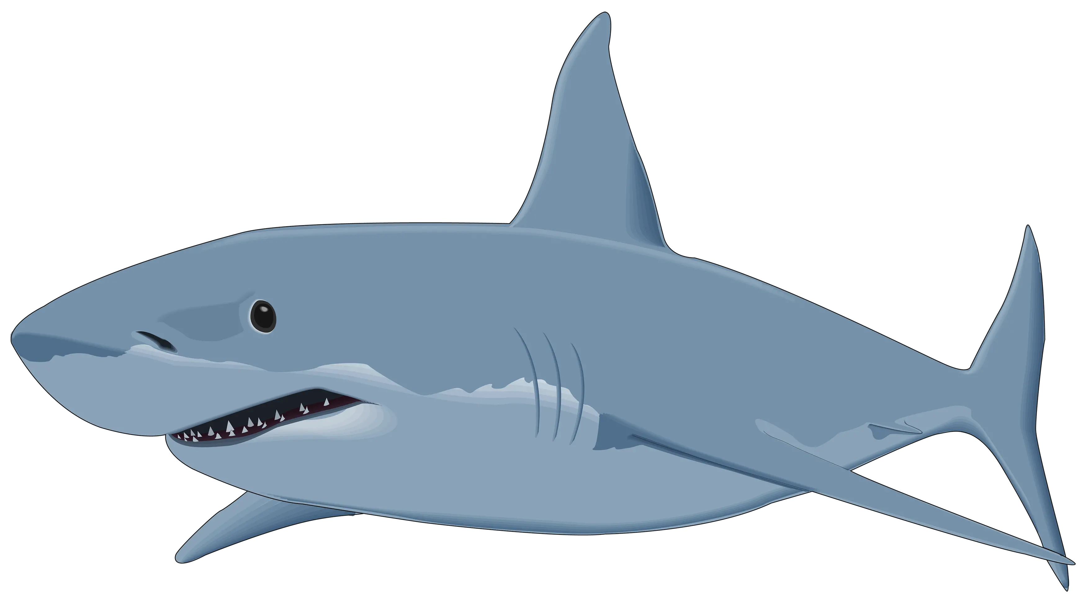 Shark PNG image