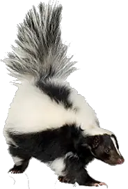 Skunk PNG