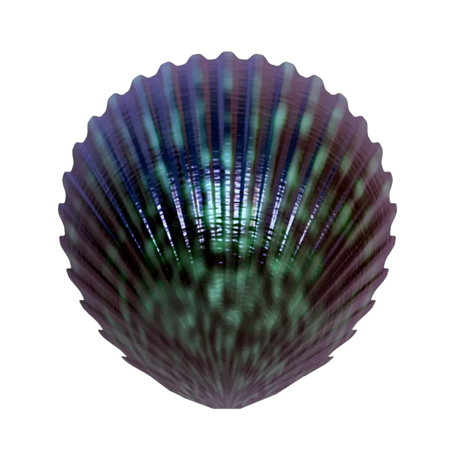 Seashell PNG