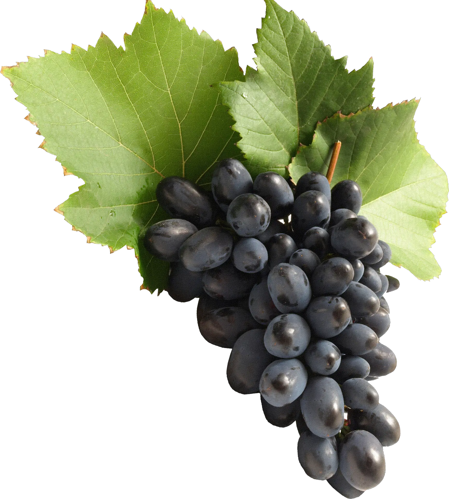 Grape PNG image download free picture