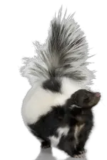 Skunk PNG