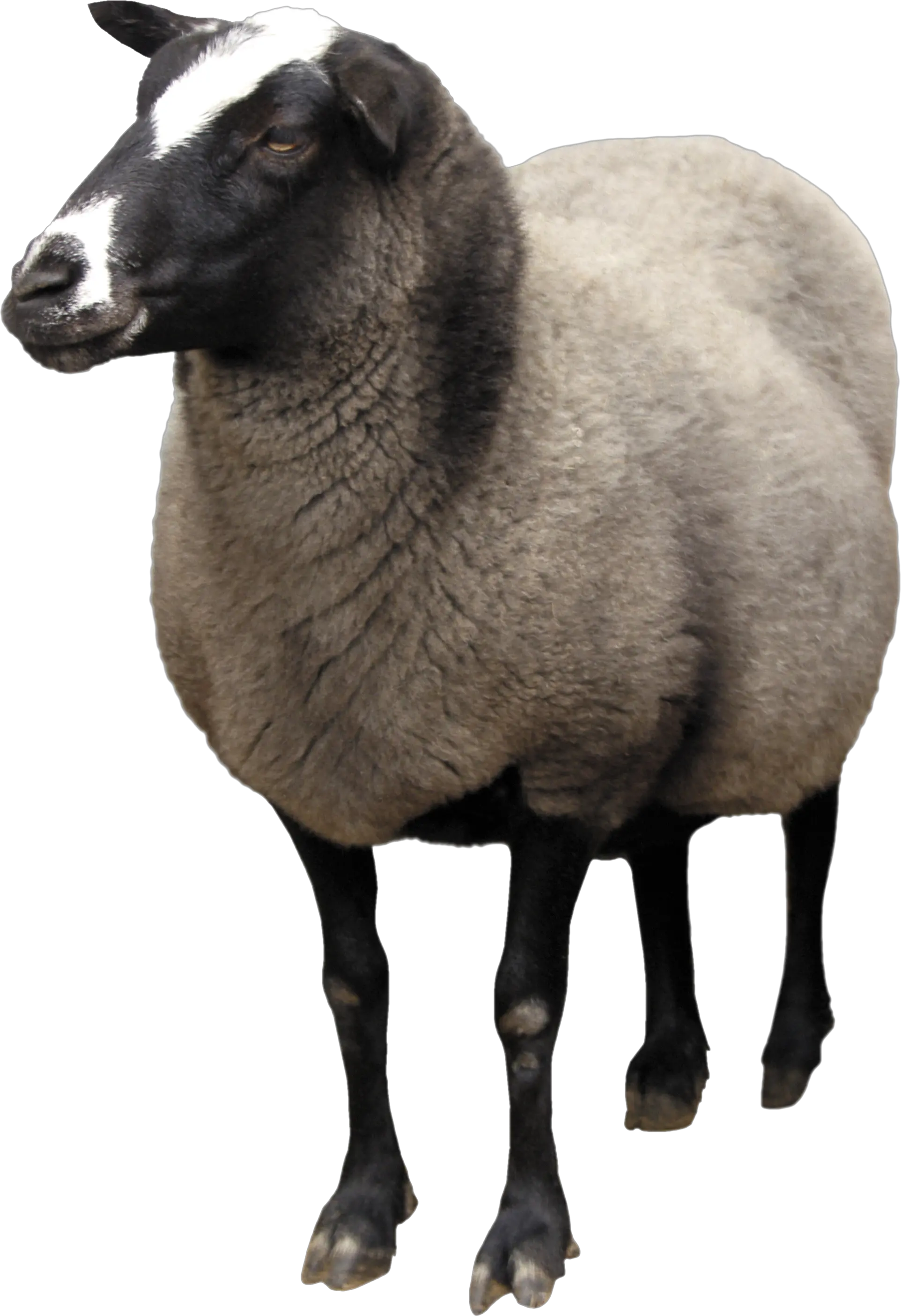 sheep PNG image