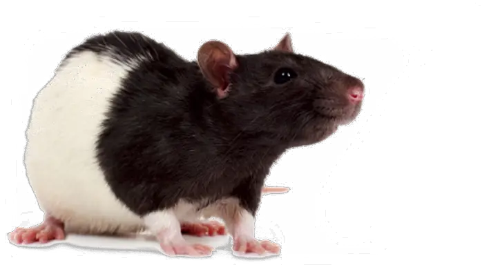 mouse rat PNG image