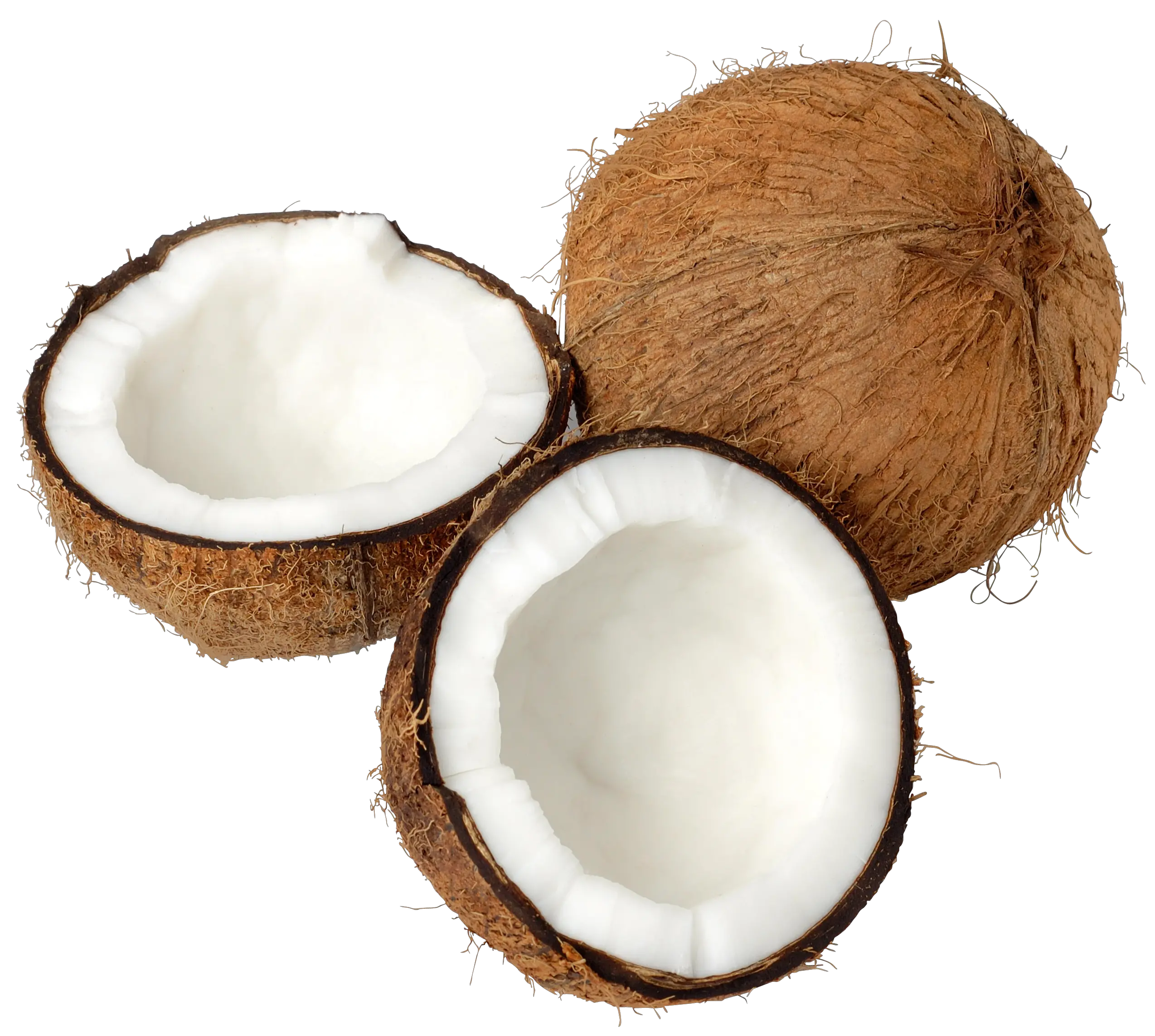 Coconuts PNG image