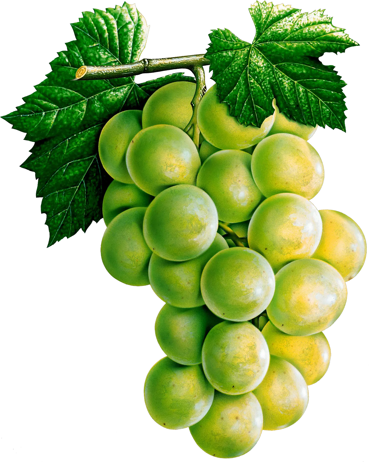 Grape PNG image