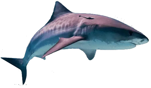 Shark PNG image