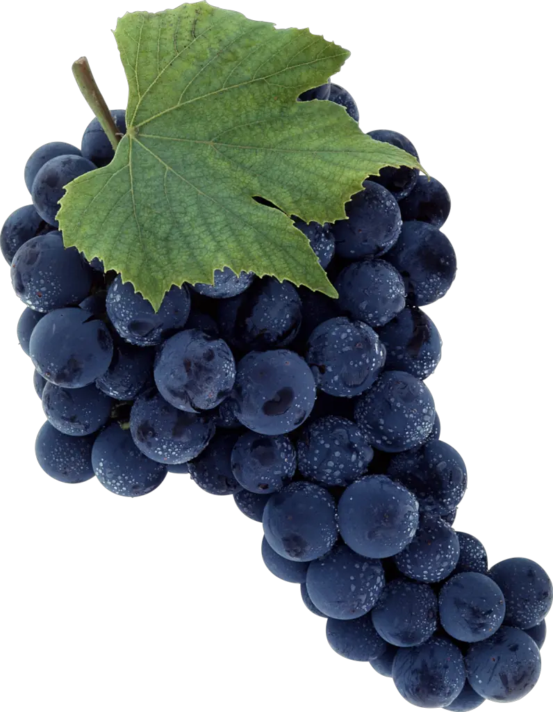 Grape PNG image download free picture