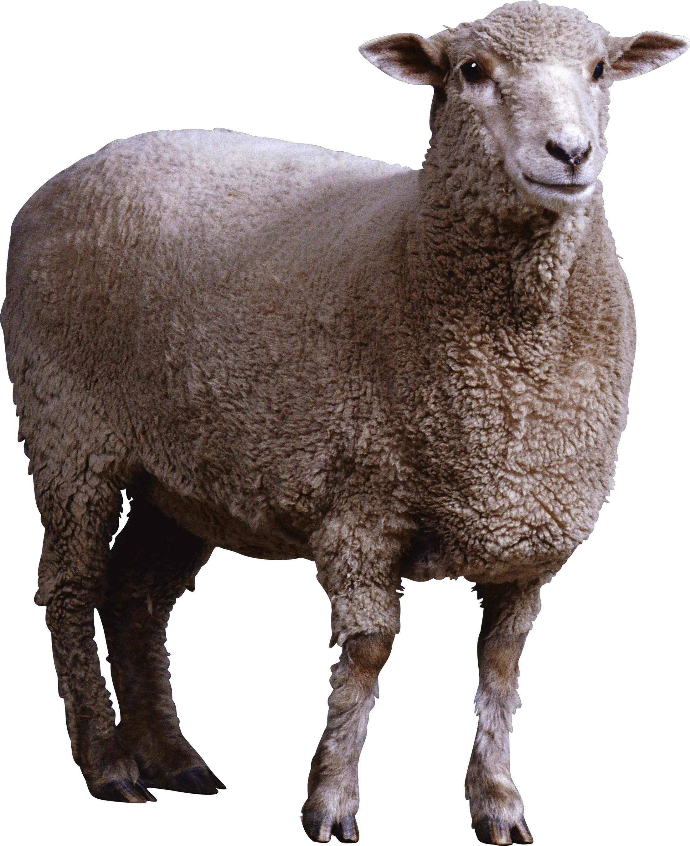sheep PNG image