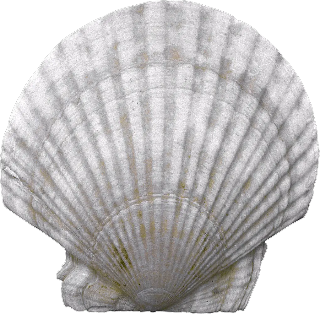 Seashell PNG