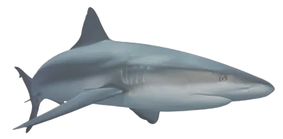 Shark PNG