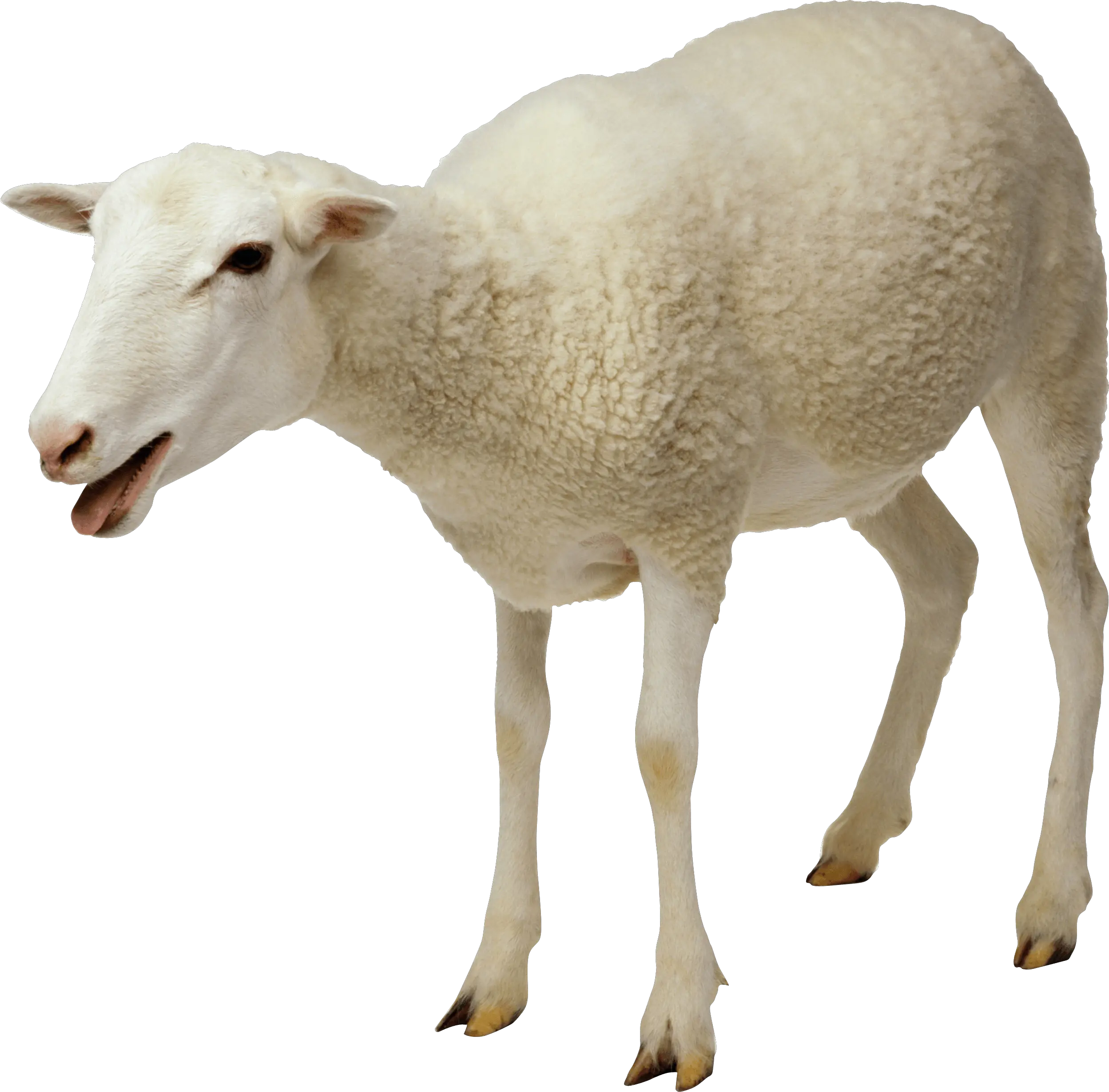 sheep PNG image