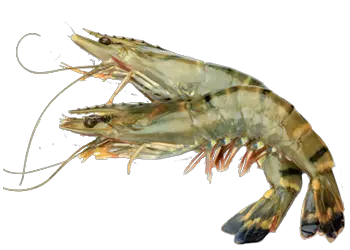 Shrimps PNG