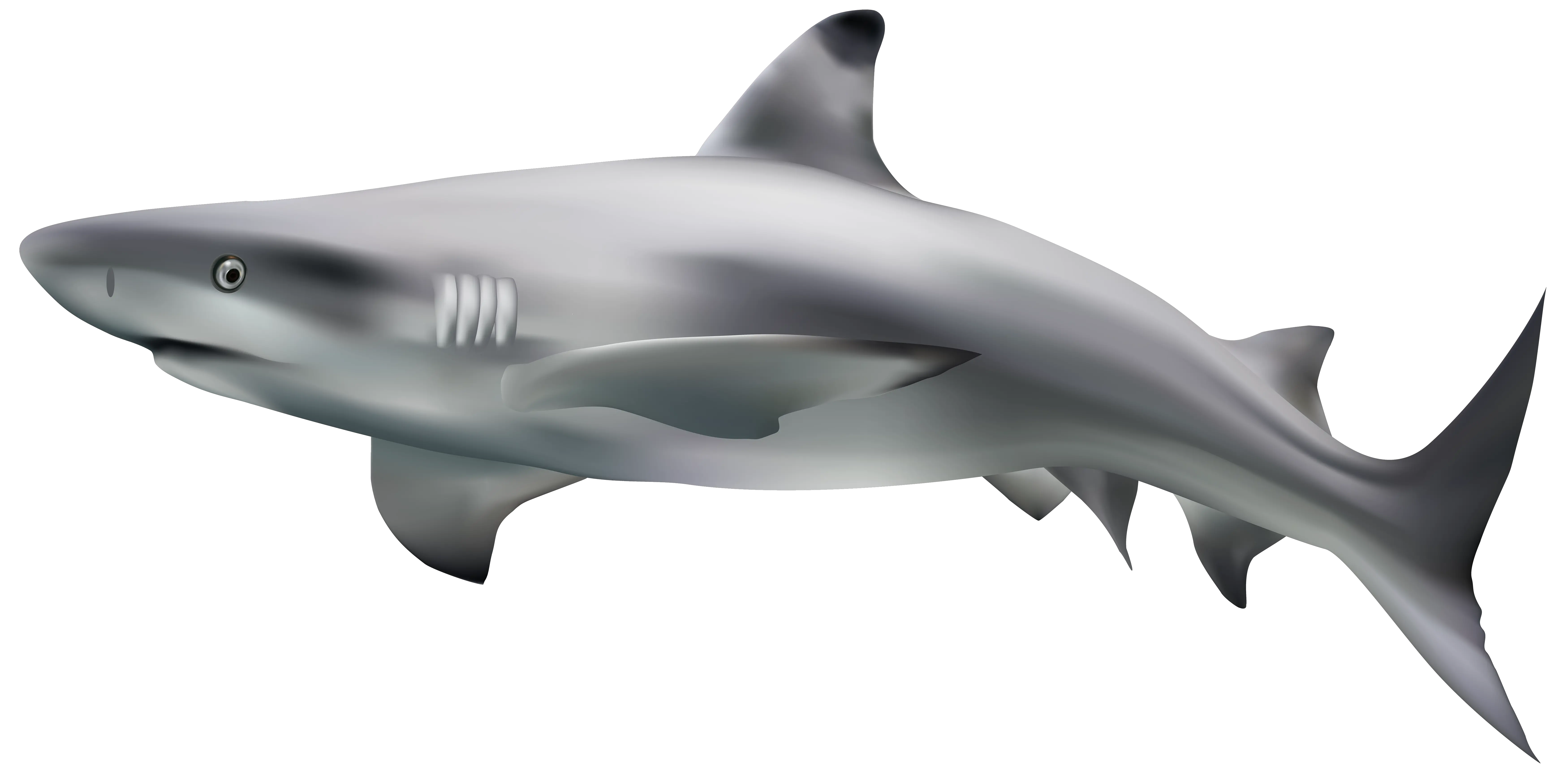 Shark PNG image