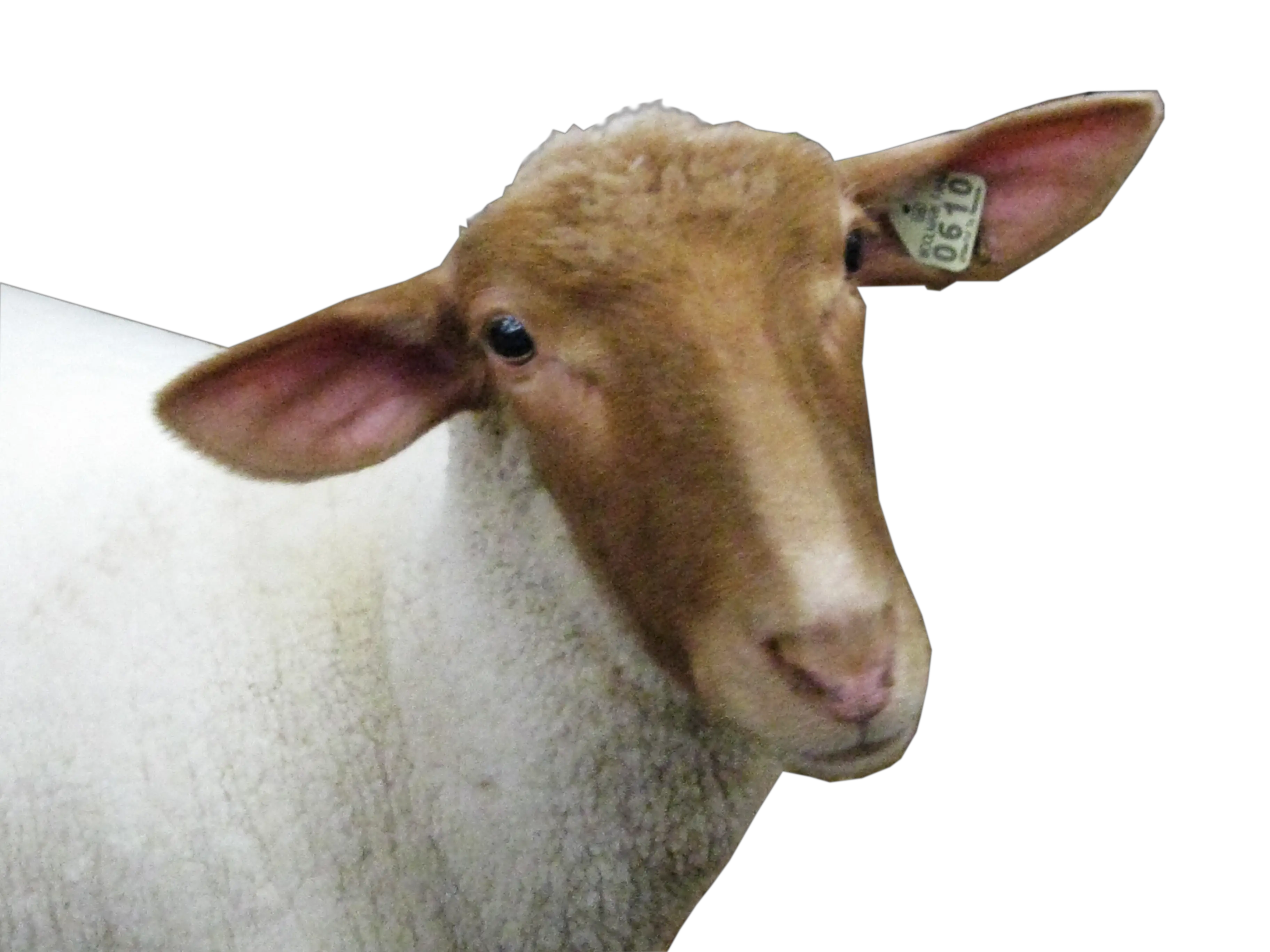 sheep head PNG image