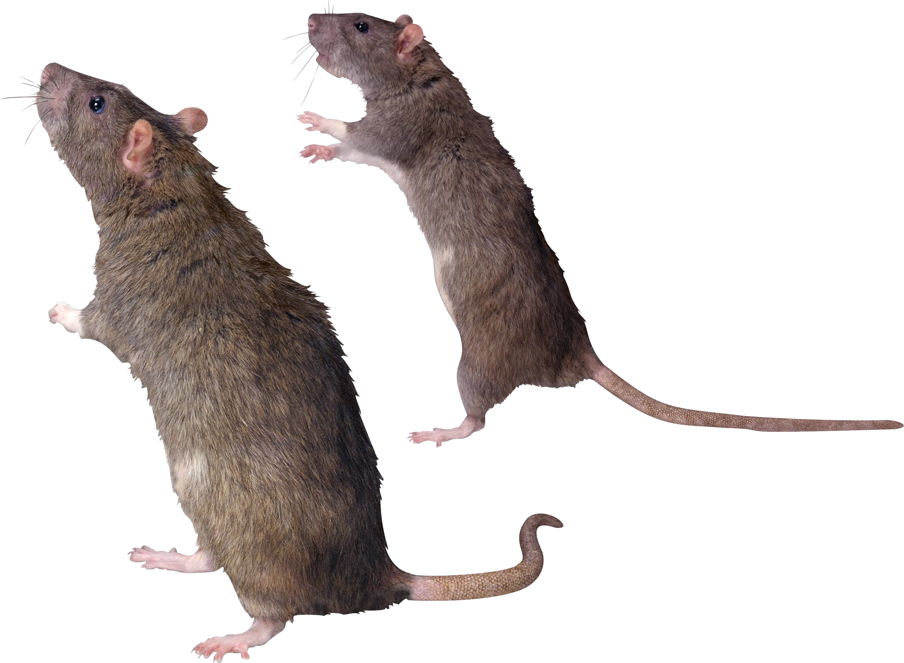 mouse rat PNG image