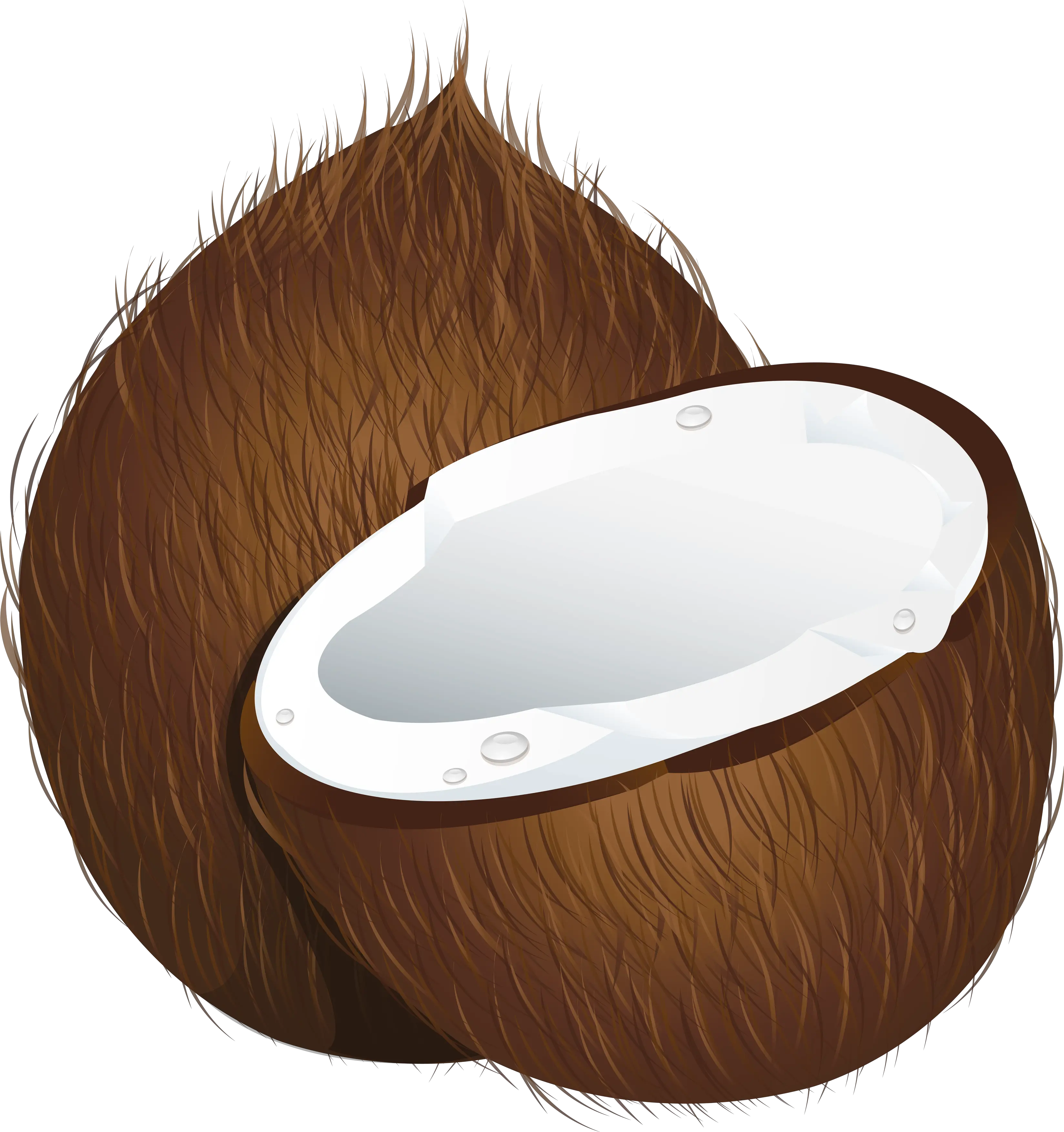 Coconut PNG image