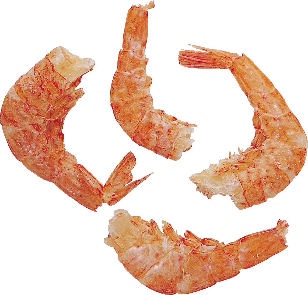 Clean shrimps PNG image