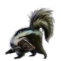 Skunk PNG
