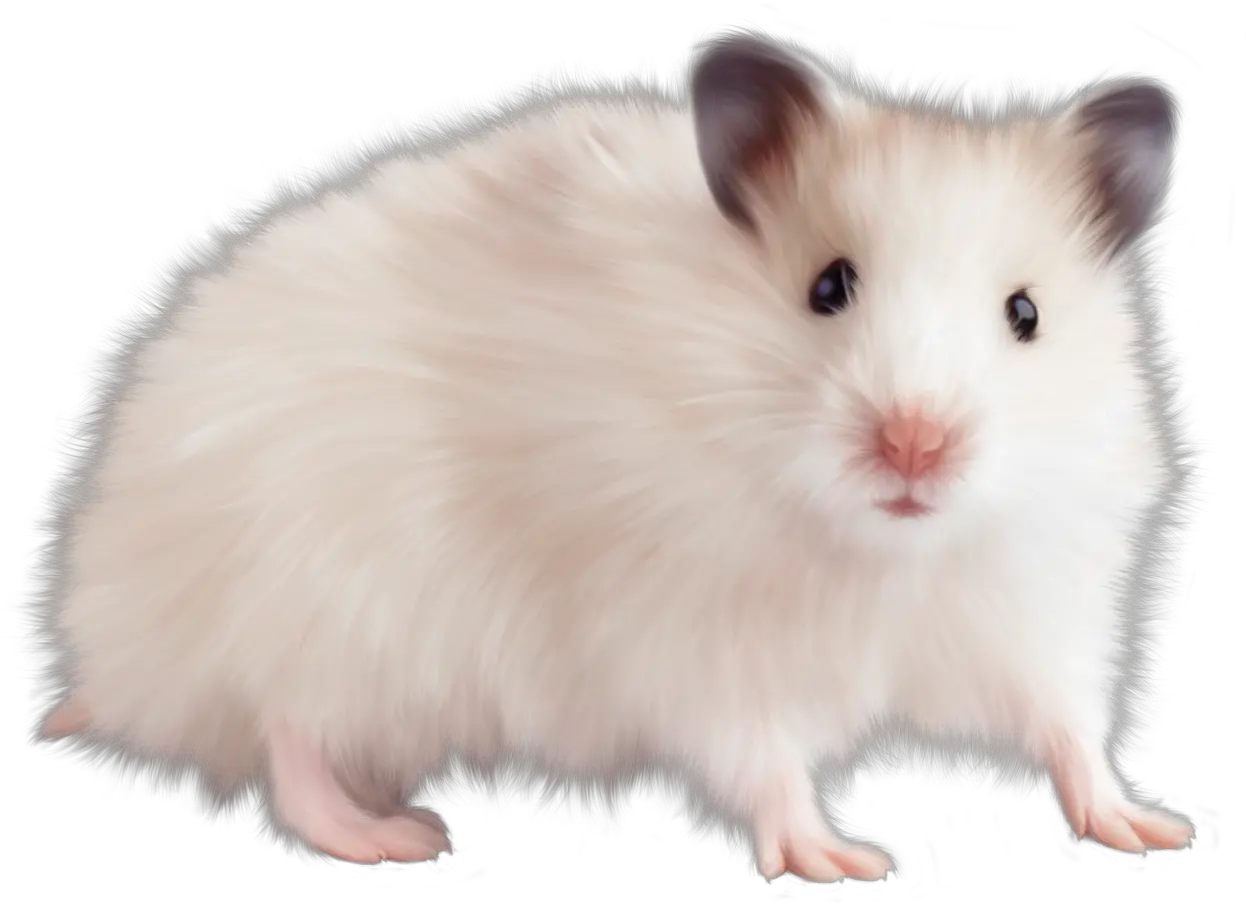 mouse rat PNG image