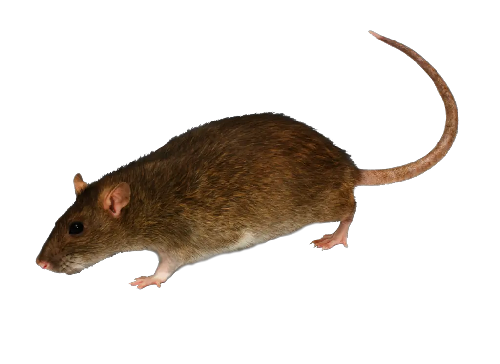 mouse rat PNG image