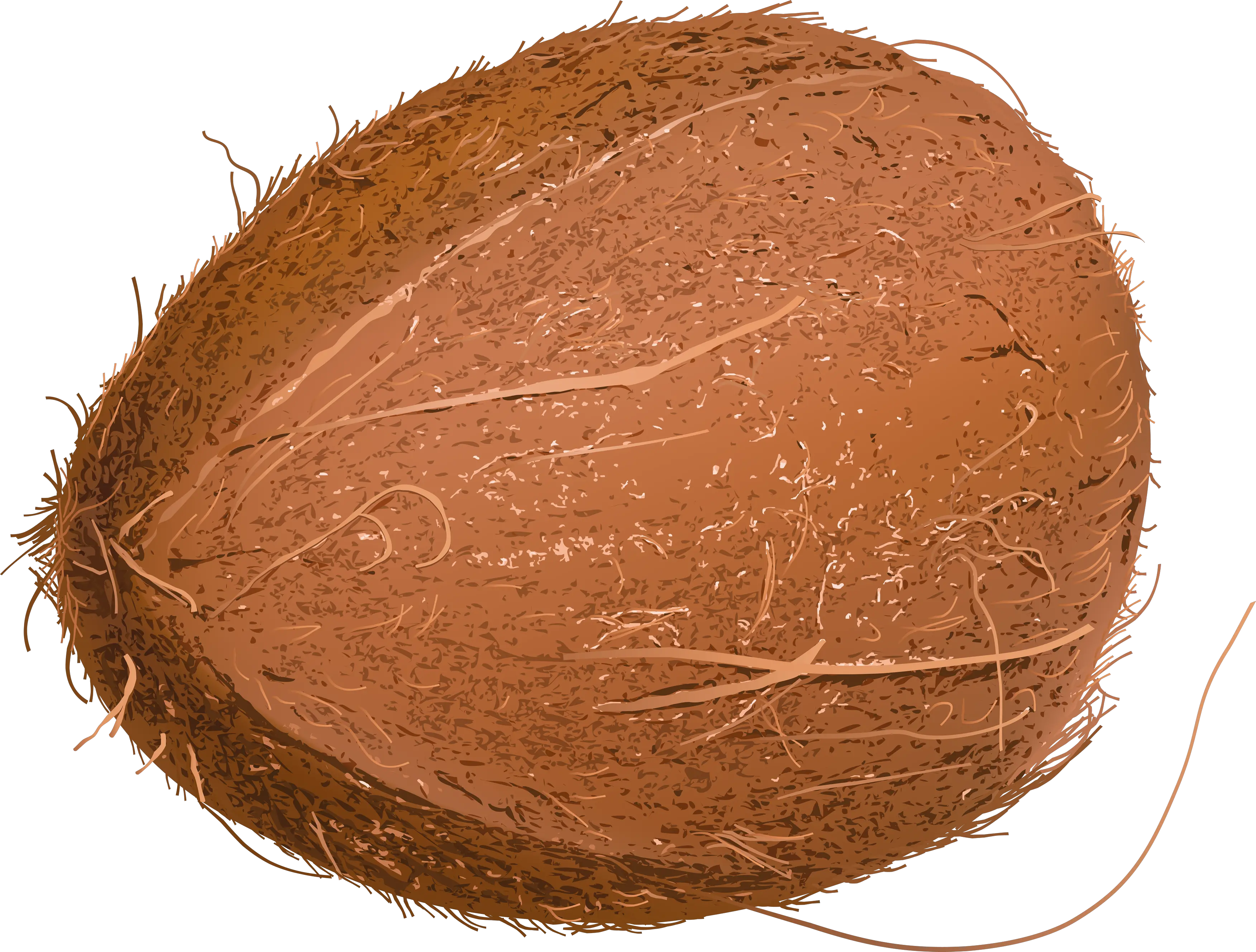 Coconut PNG image