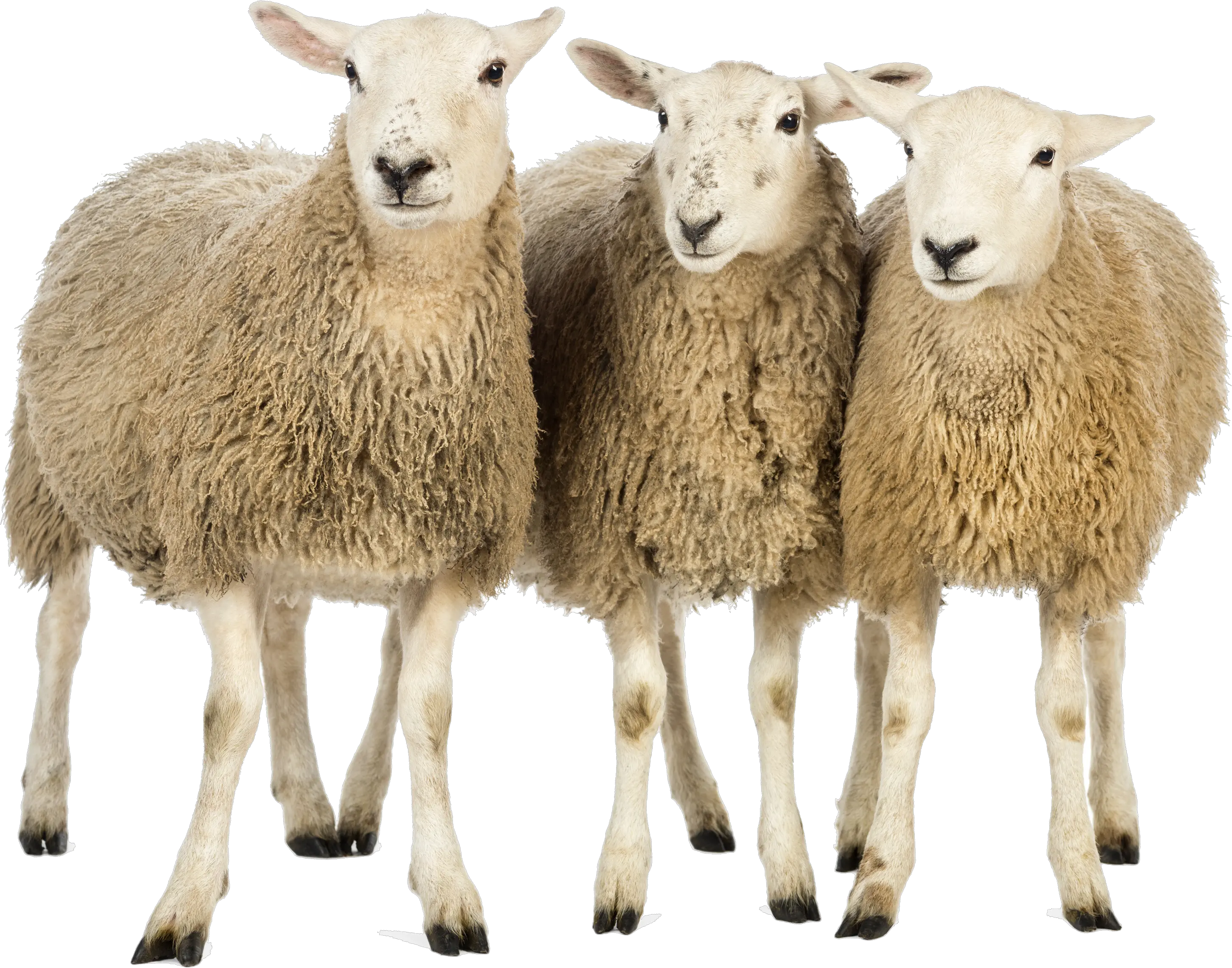 sheeps PNG image