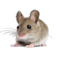 little mouse rat PNG image