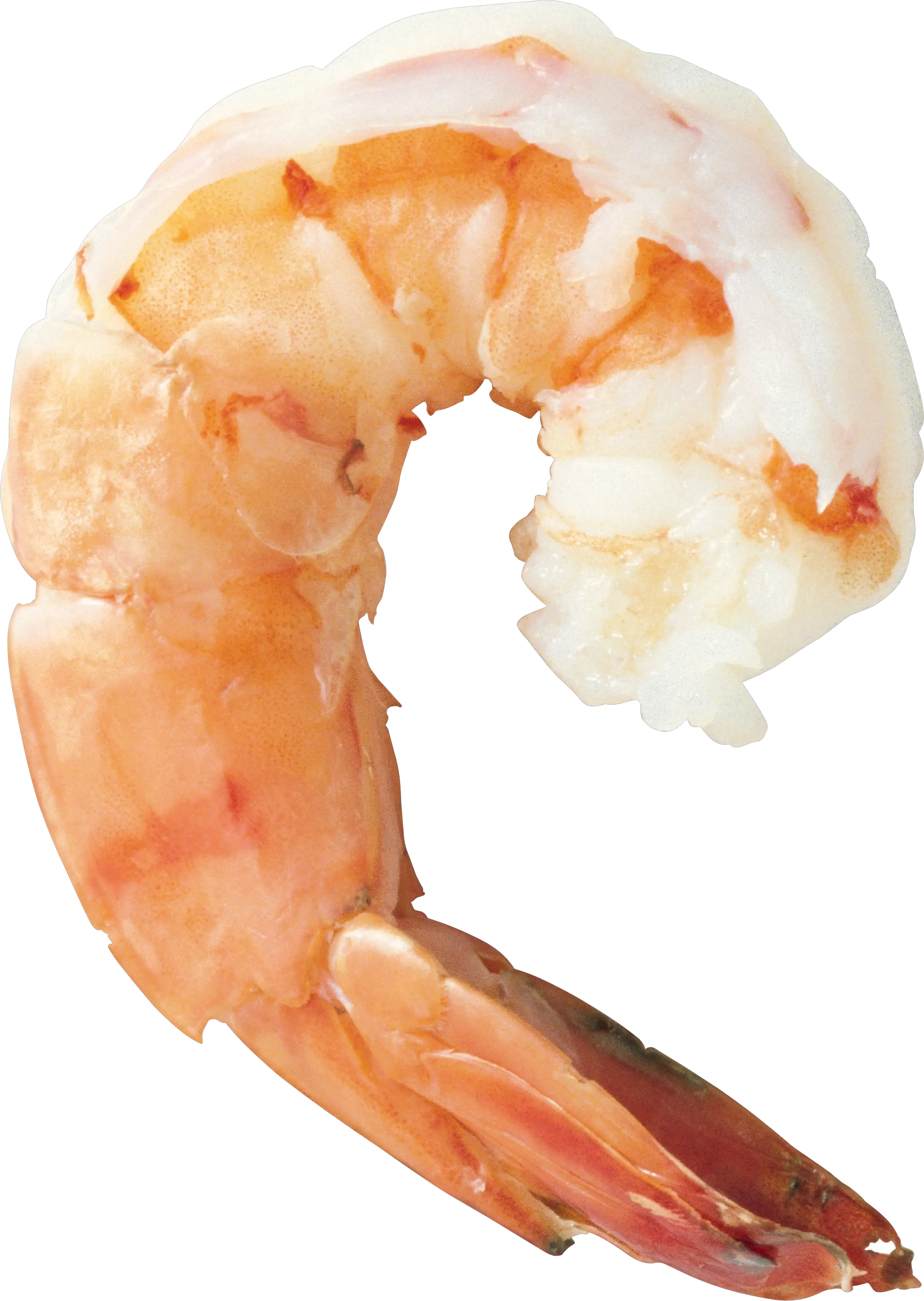 Shrimps PNG