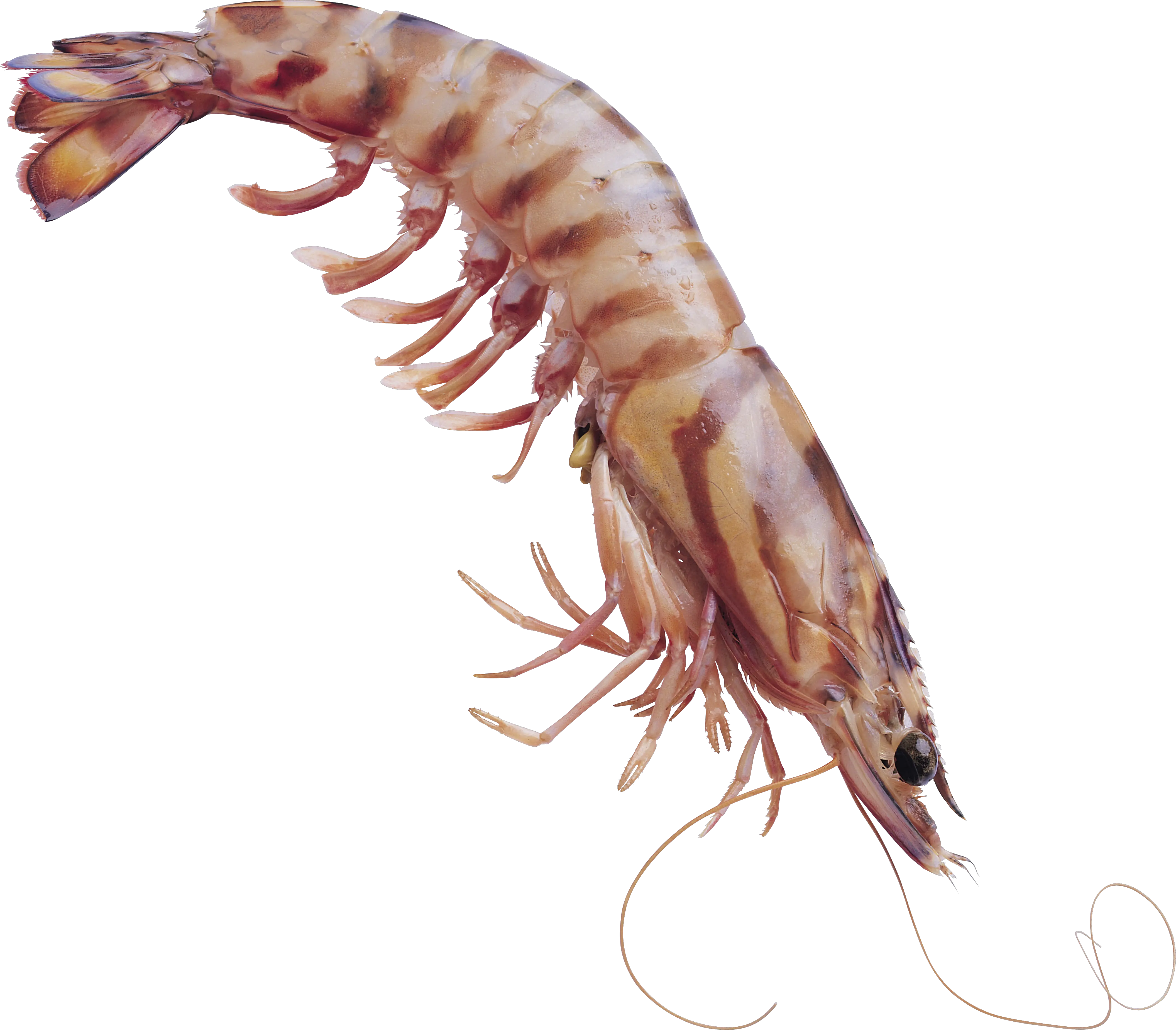 Shrimps PNG