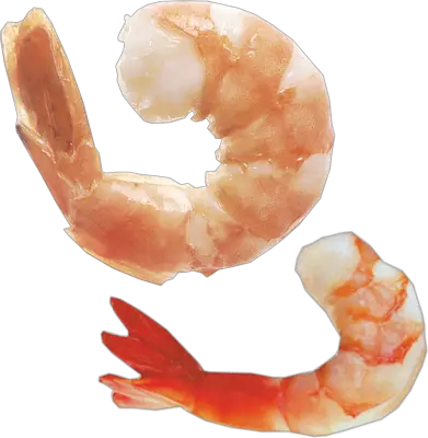 Shrimps PNG