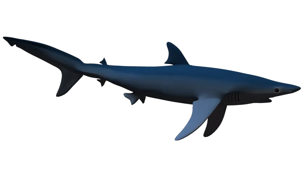 Shark PNG