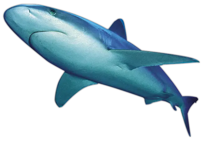 Shark PNG