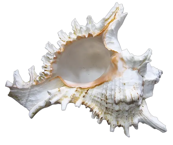 Seashell PNG