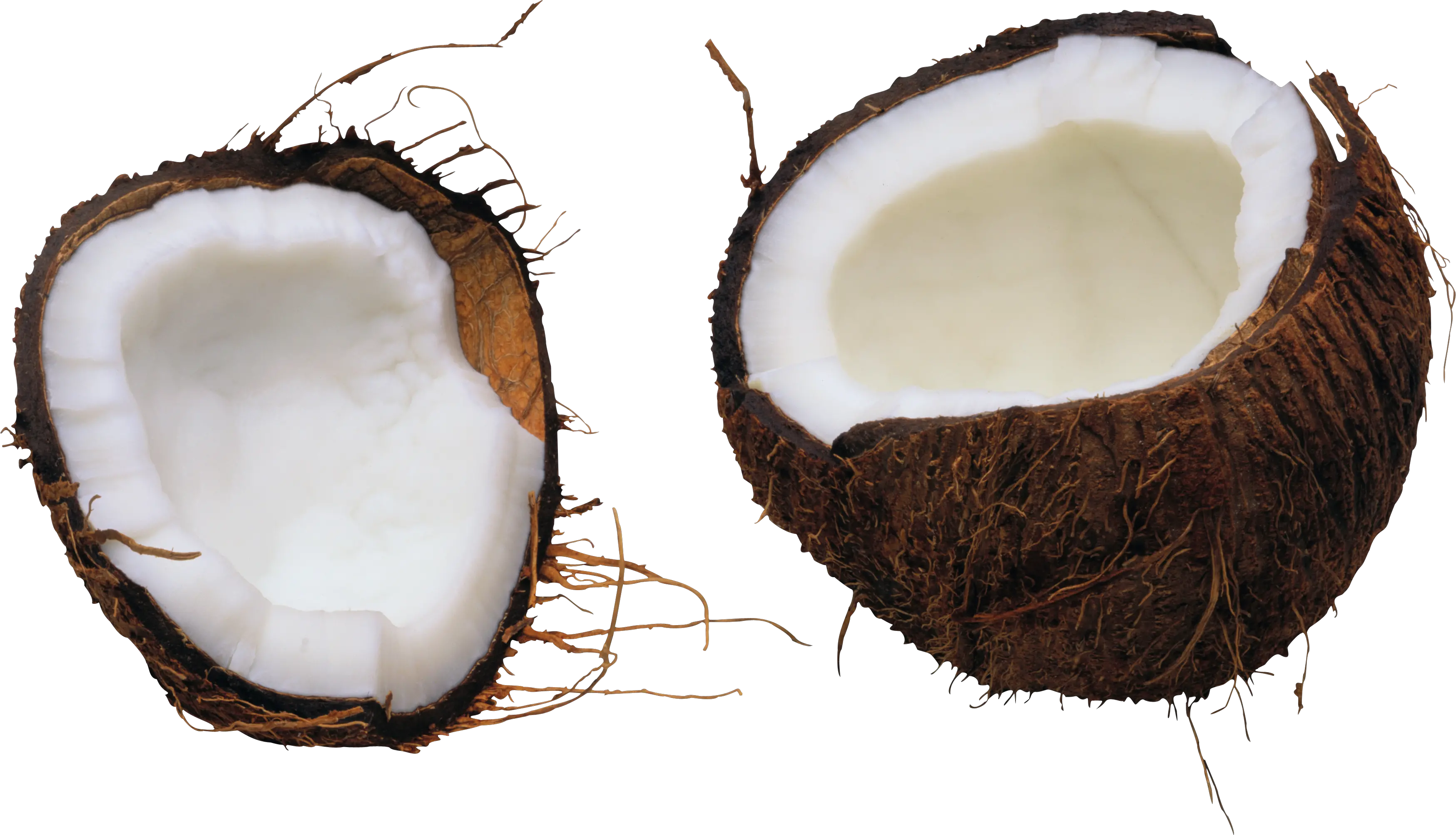 Coconut PNG image